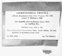 Bellemerea cinereorufescens image